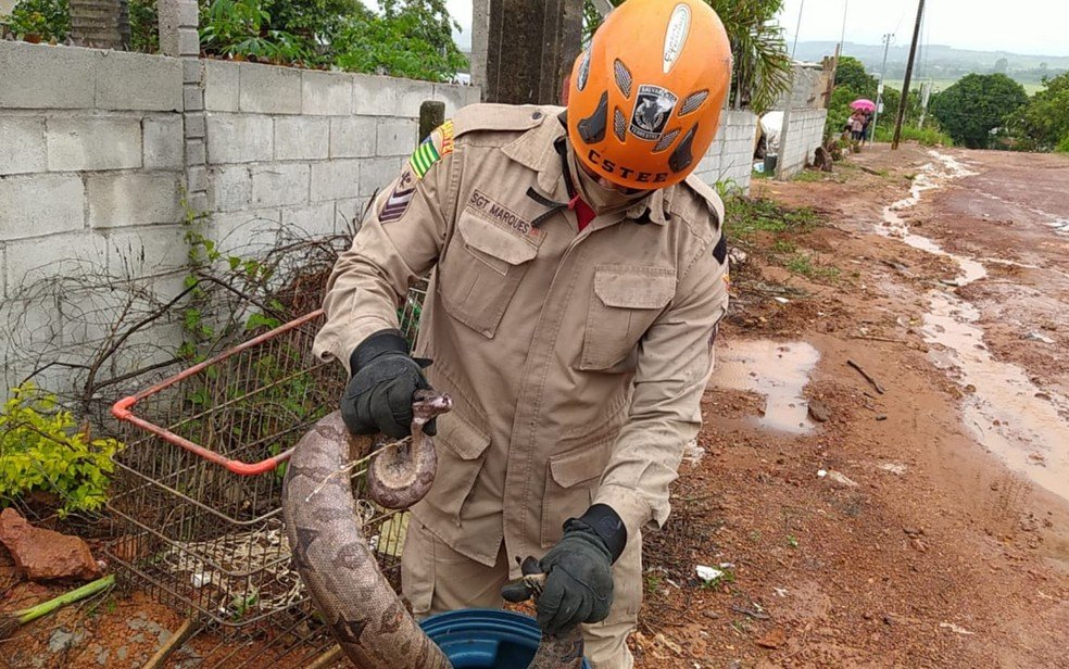 Bombeiros capturam jiboia no quintal de casa, em Águas Lindas de Goiás