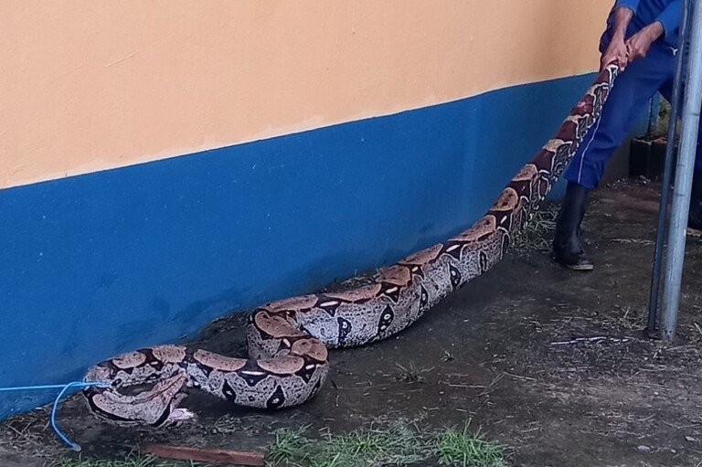 animal