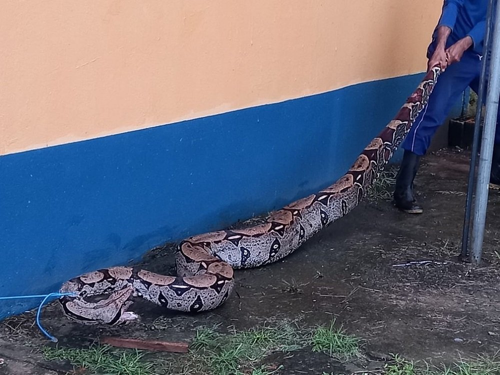 Cobra de 3 metros é encontrada nos arredores de aeroporto