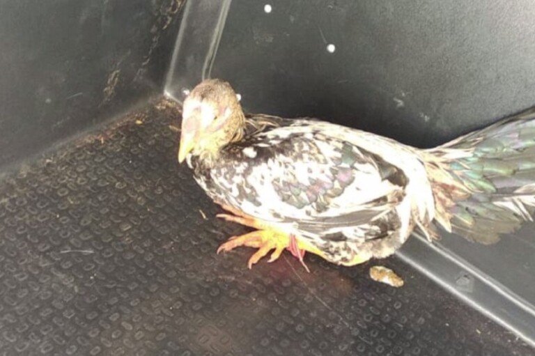 Galo foi levado de camburão para novo abrigo, após apreensão — Foto: Polícia Militar
