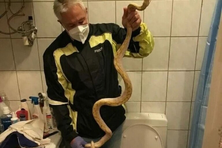 cobra