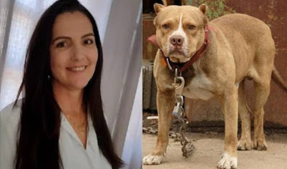Delegado ouve namorado de mulher morta por pitbulls e dá detalhes: laudo dos cães está pronto