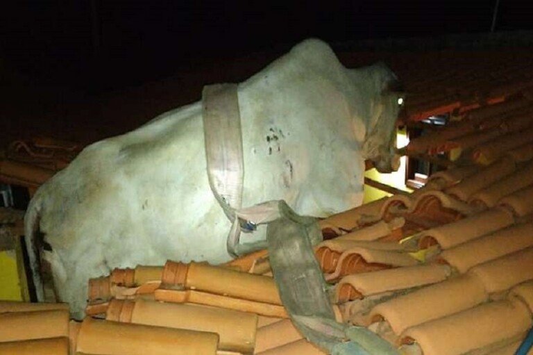 Vaca foi parar no telhado depois de um barranco ruir sobre a casa
(foto: CBMMG/Divulgação )