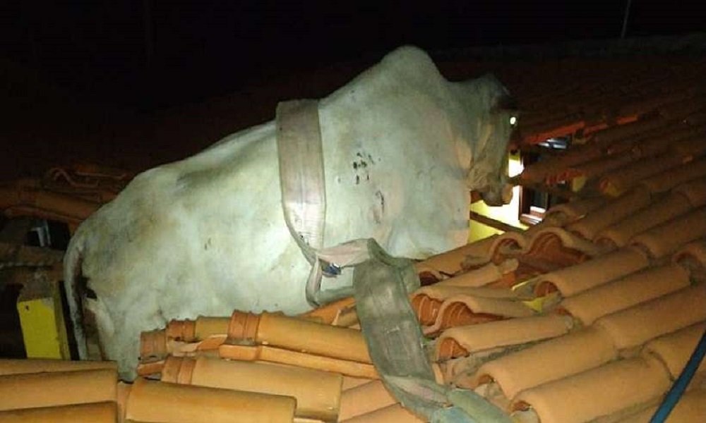 Vaca vai parar em cima de telhado de casa em Além Paraíba