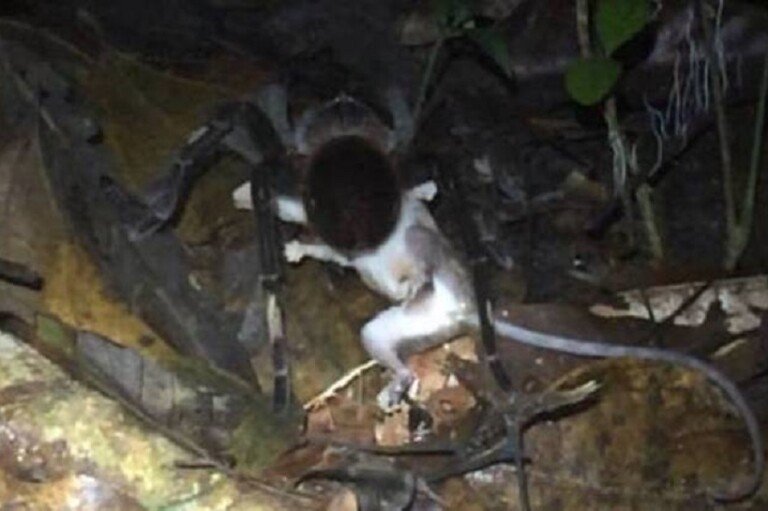 tarantula-gamba-amazonia-inedito-06082021213350039