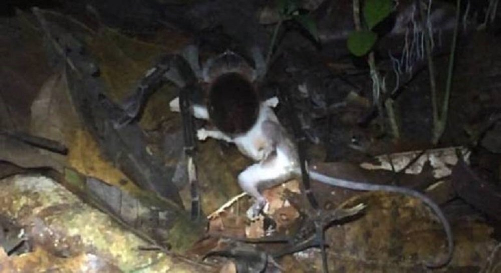 Imagem assustadora: tarântula gigante é vista comendo um gambá Veja o Vídeo