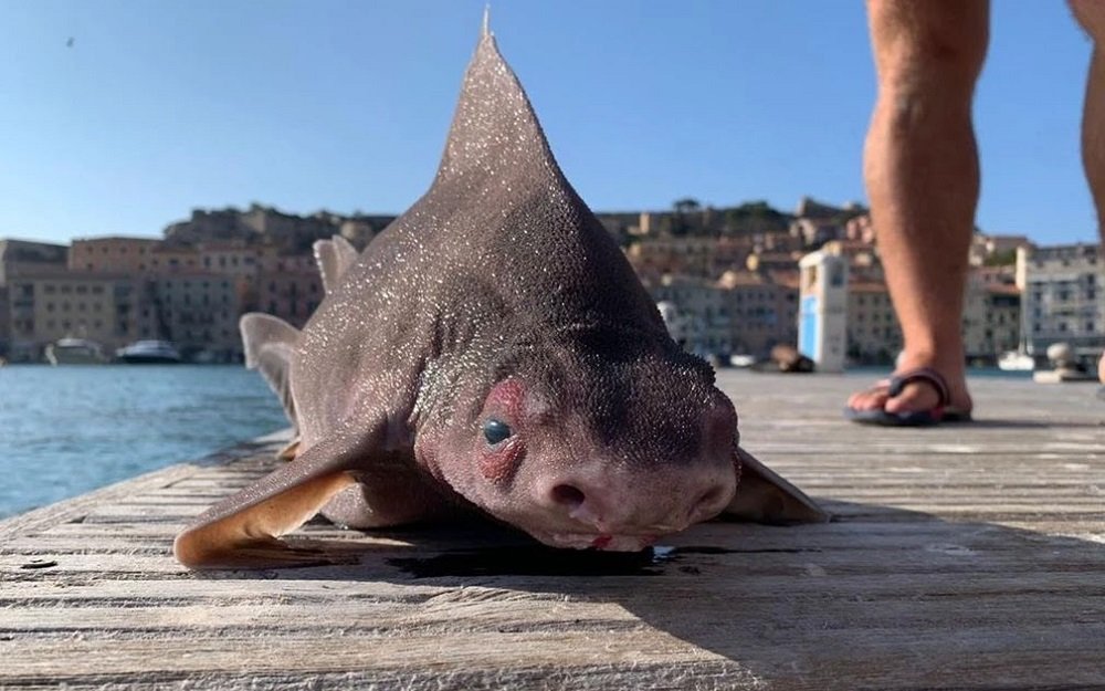Tubarão com “cara de porco” é encontrado na Itália