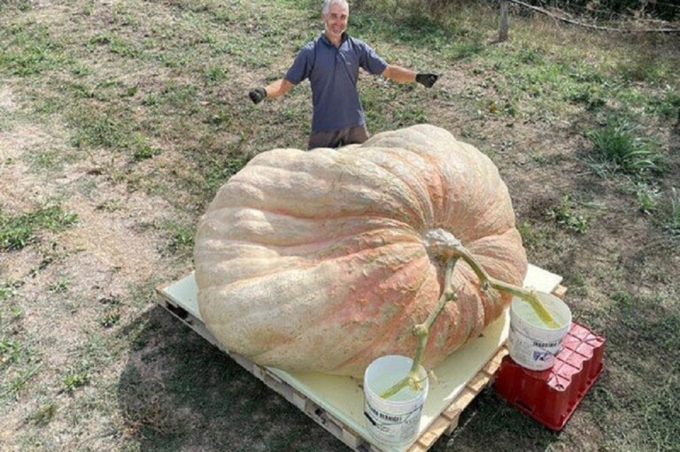 heaviest-pumpkin-picked-tcm25-680791