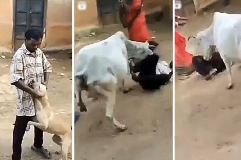 vaca-chifra-ladrao-cachorro-india-02112021204026060