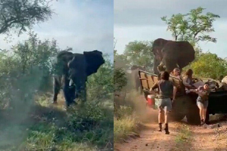 ELEFANTE