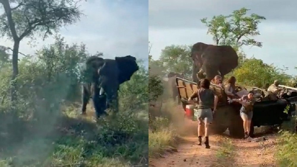 VÍDEO-Elefante ataca carro de safári na África do Sul