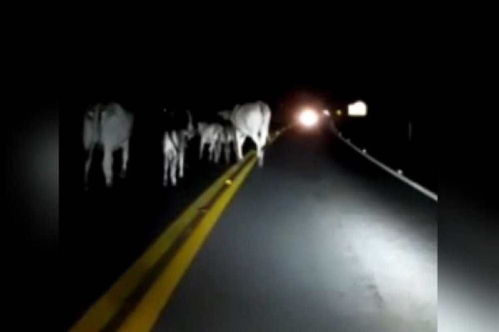 Motorista filma vacas na pista e é atingido por outro carro; vídeo