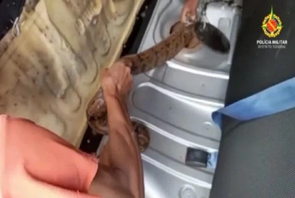 Vídeo: jiboia é encontrada dentro de tanque de combustível de carro