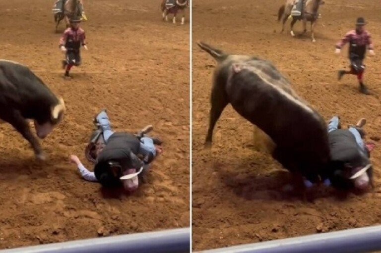 blog_bull-texas