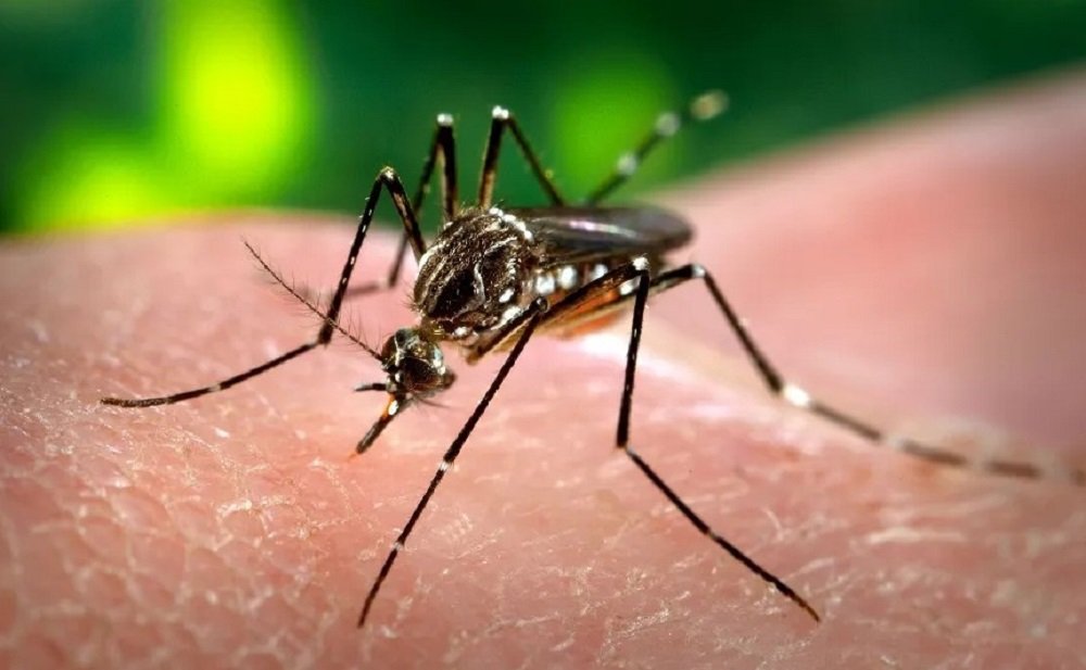 Aumento de casos de dengue impactam nos atendimentos na UPA Mansões Odisséia