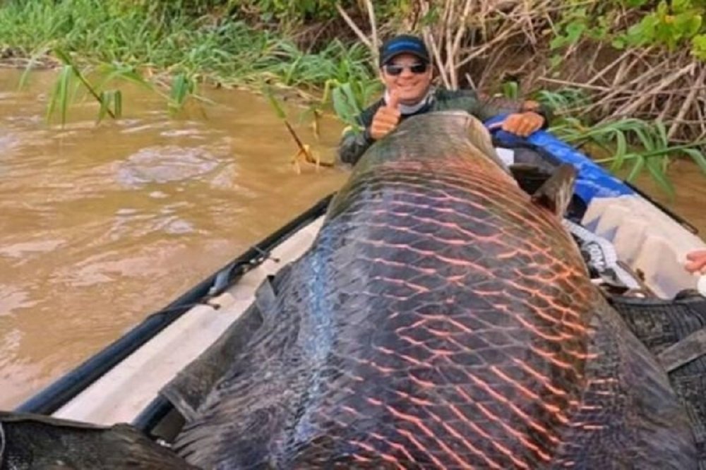 Pescadores fisgam pirarucu de dois metros pesando 100 kg na Amazônia