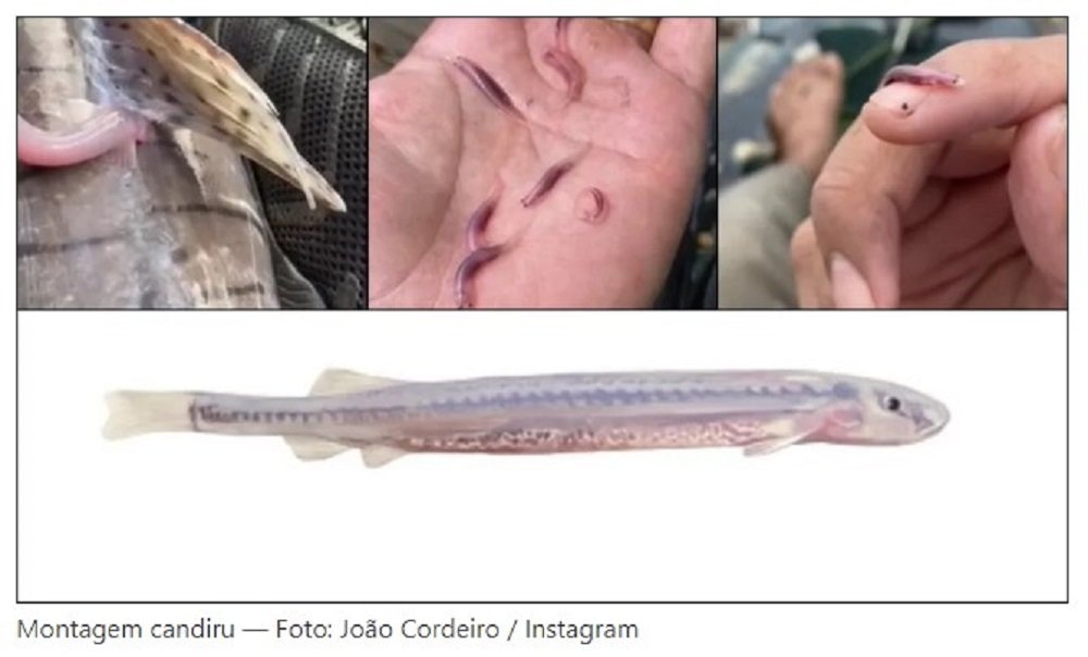 Candiru: O ‘peixe vampiro’ que pode penetrar orifícios do corpo humano, como uretra, ânus e vagina.