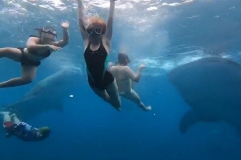 tubarao-baleia-turista-01122021214508892