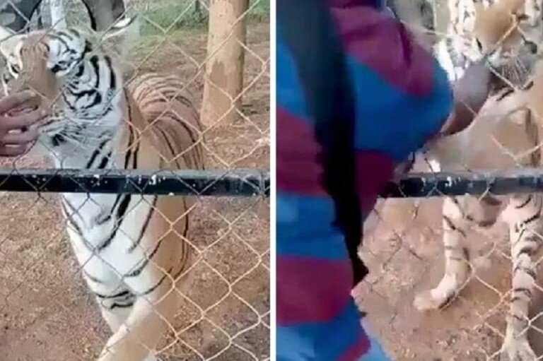 tigre-mordida-mexico-funcionario-zoologico-morte-15062022171235053
