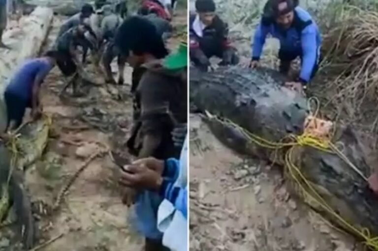 CROCODILO