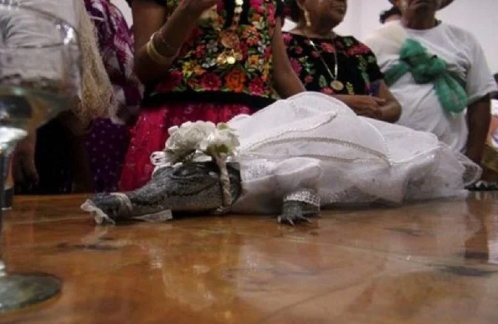 Prefeito se casa com jacaré vestido de noiva e sela união com beijo