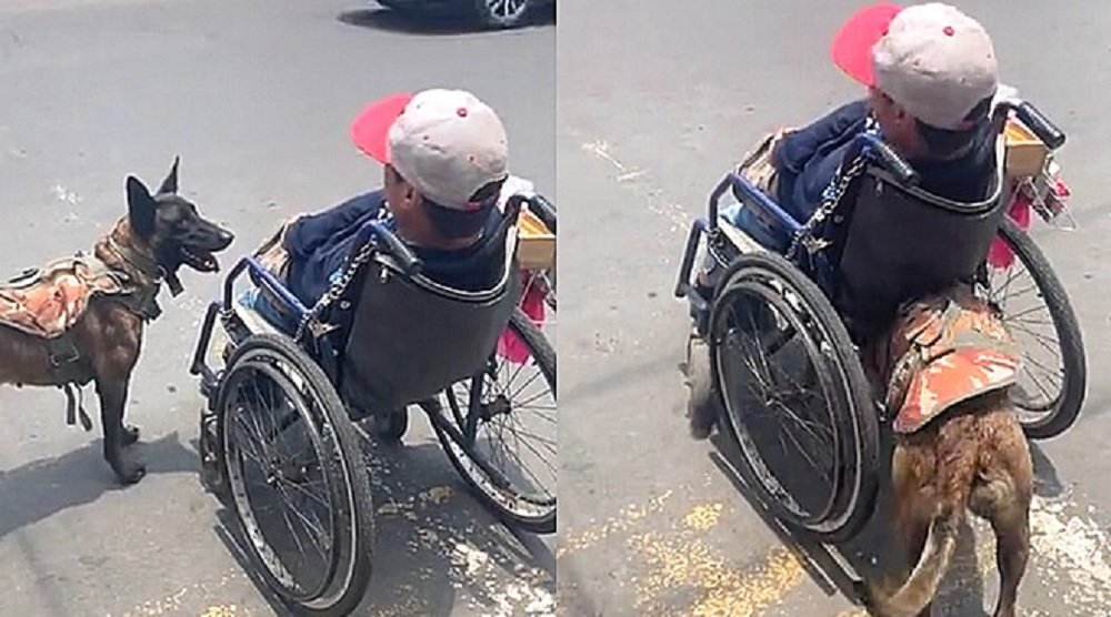 Em cena comovente, cão pastor é flagrado ajudando dono portador de deficiência a atravessar a rua