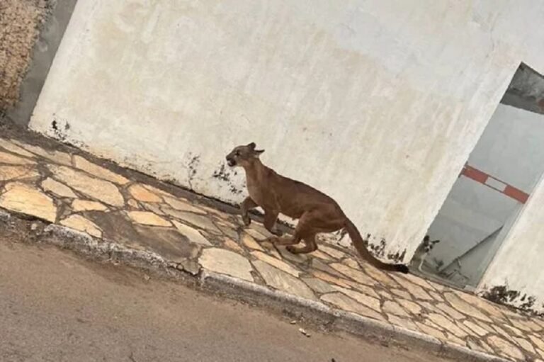 Onça em Goiania