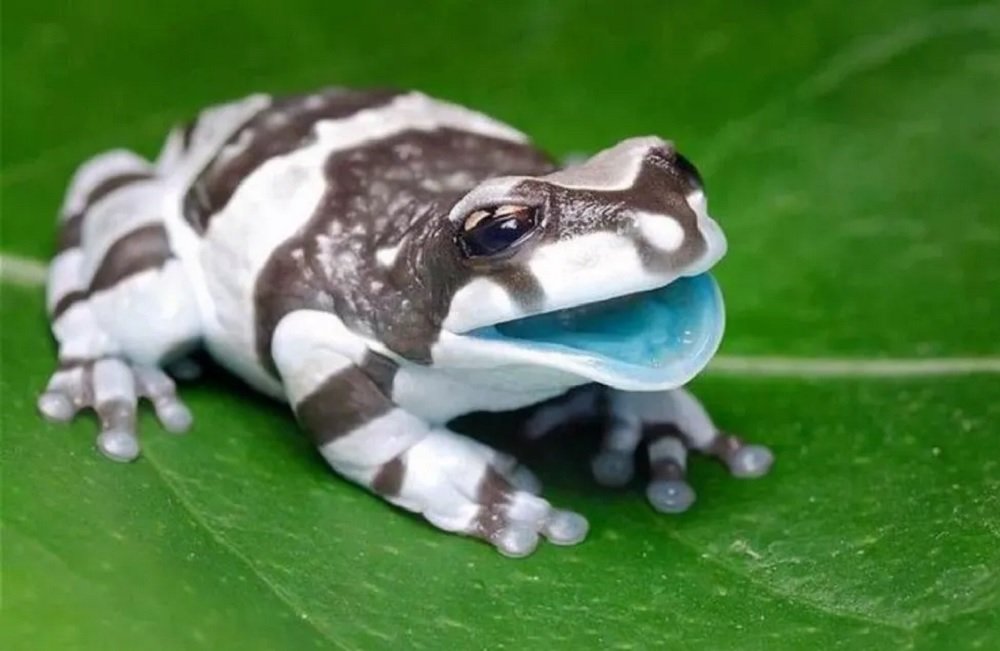 Perereca amazônica possui interior da boca azul e é vendida como pet no exterior