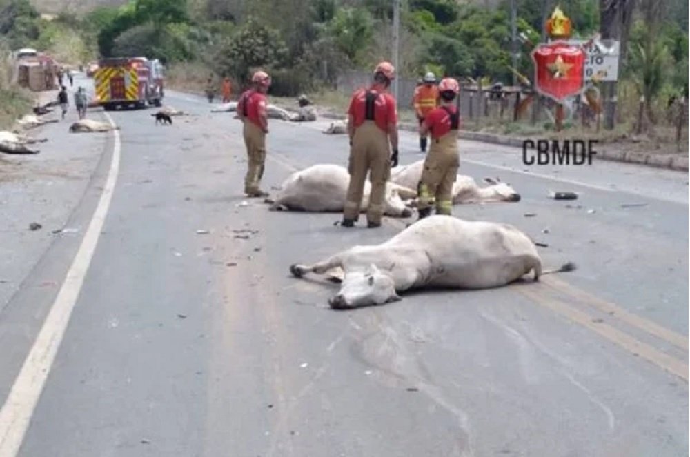 Carreta perde o controle e tomba após matar 21 bois atropelados no DF