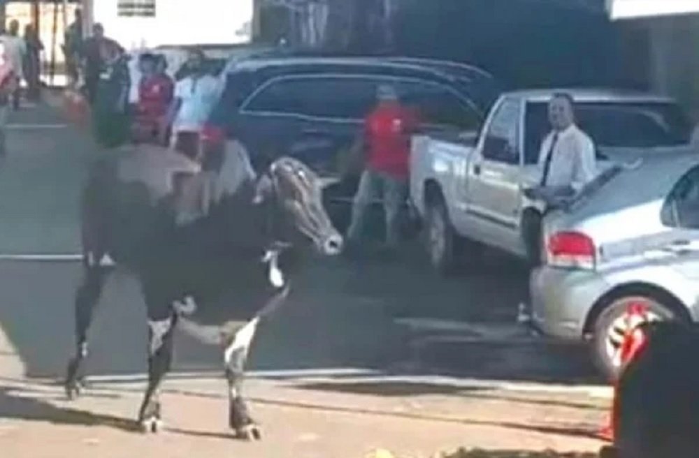 Vídeo: boi escapa do tratador e causa correria em festa de pecuária