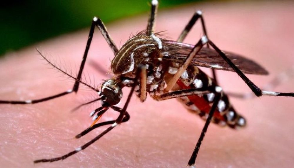 DENGUE – O seu descuido pode ser fatal