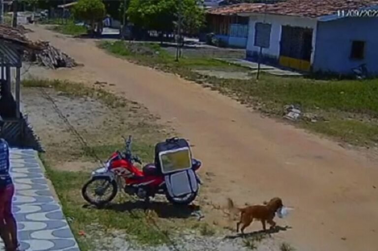 VIRA LATA ROUBA MARMINTA