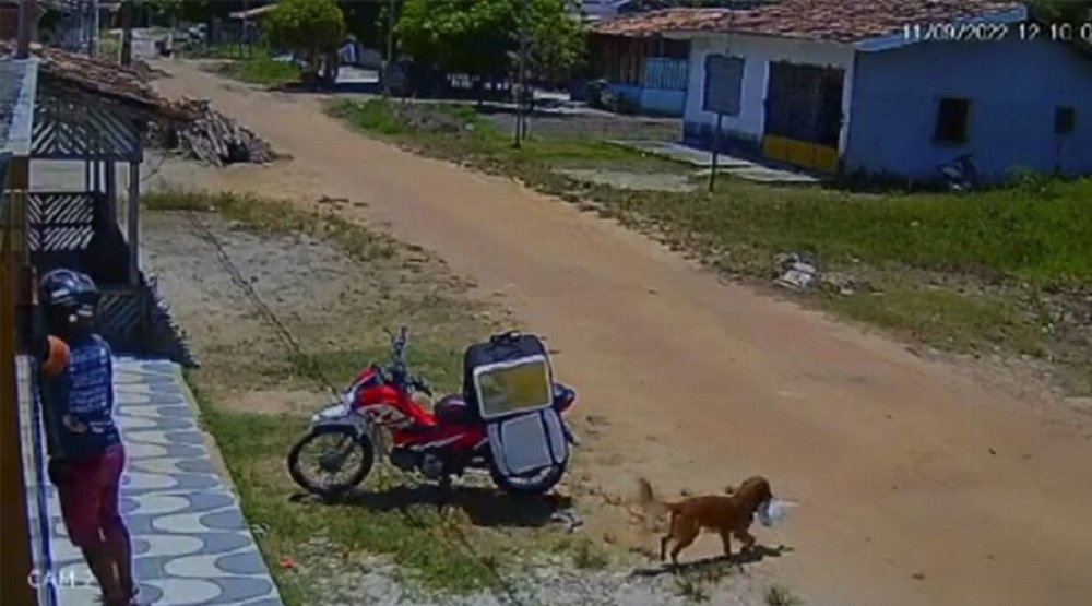 Vídeo: vira-lata caramelo rouba marmita de entregador e ‘crime’ viraliza