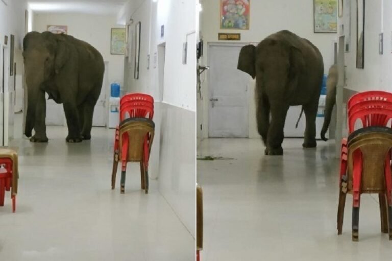 elefante-flagrante-hospital-05092022122651737