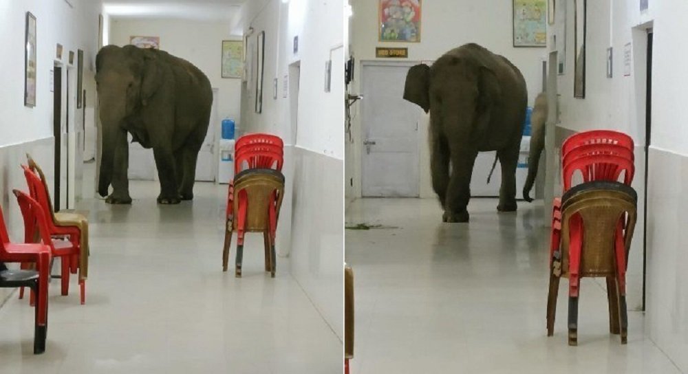 Elefantes são flagrados em corredores de hospital