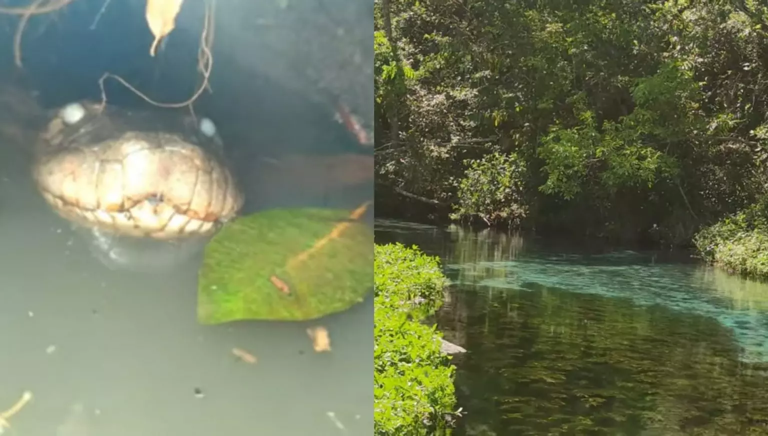 VÍDEO: ‘Motel de sucuris’ vira atração exótica que todo mundo quer conhecer em Mato Grosso do Sul