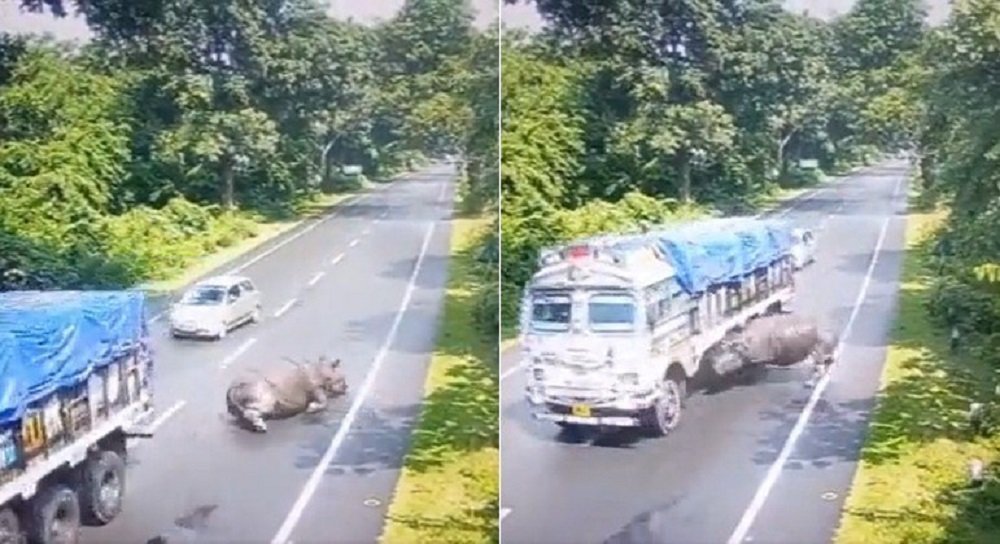 Rinoceronte colide contra caminhão em alta velocidade, gira 360º, escorrega e passa bem