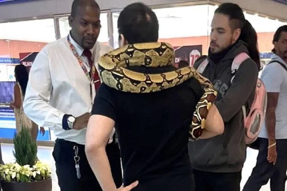 Homem leva cobra para passear e é barrado em shopping de BH