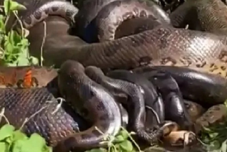 Casal flagra 14 sucuris acasalando às margens do Rio Paraná