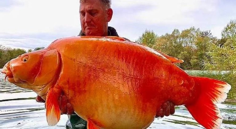 Pescador demora 25 minutos para pegar peixe-dourado gigantesco de 30 kg