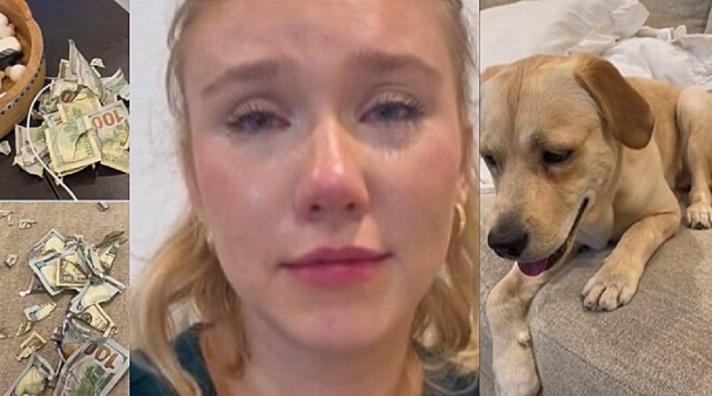 Tutora fica aos prantos após cachorra destruir US$ 2 mil dólares