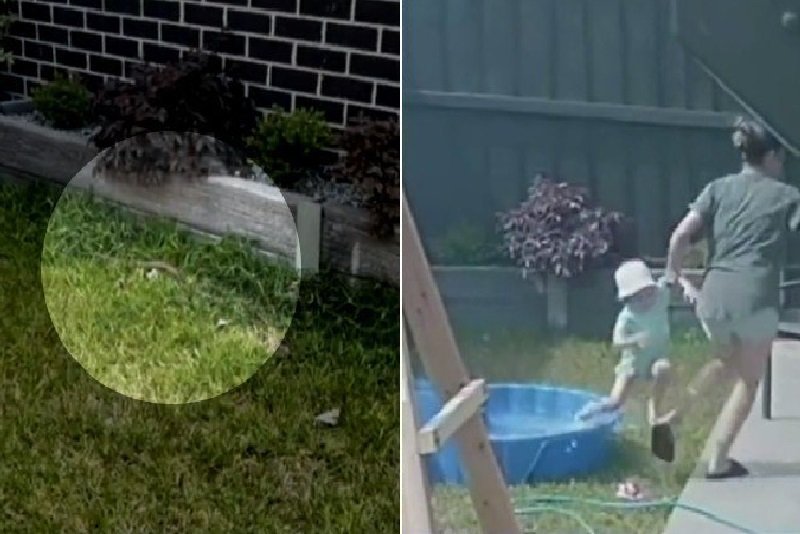 Mãe ligeira arranca filha de piscininha ao notar serpente venenosa “pronta para atacar”