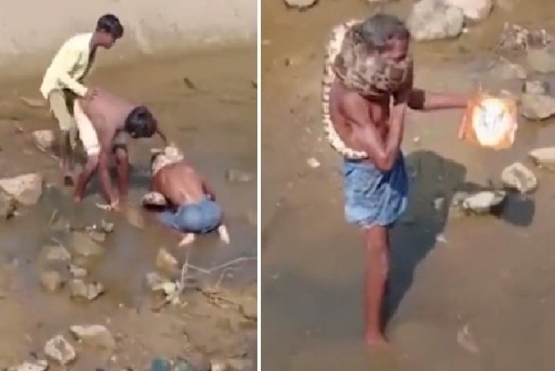 Homem embriagado começou a sufocar com uma Serpente píton enrolado no pescoço.