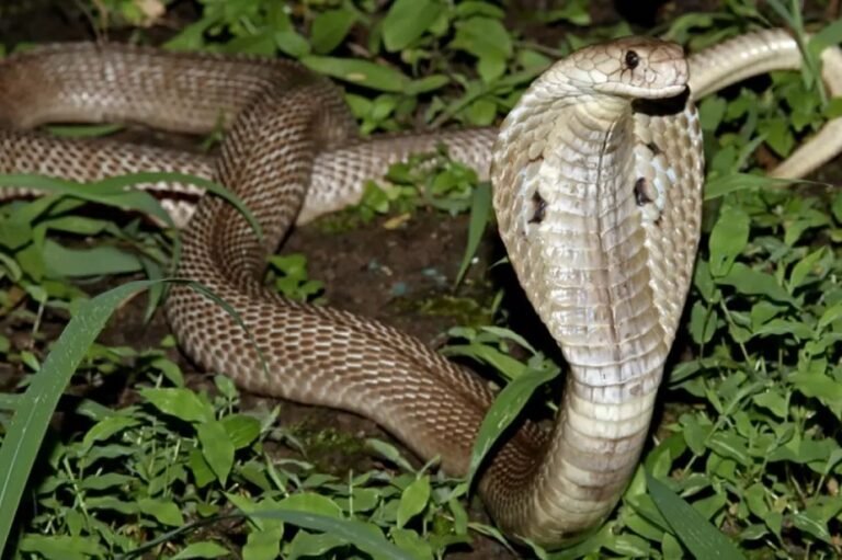 cobra