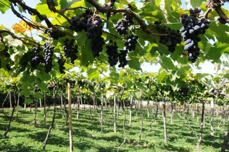 uvas