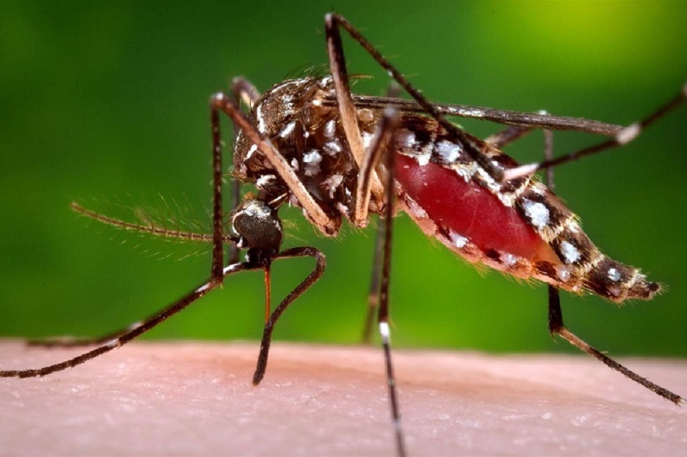 A-dedetizadora-pode-exterminar-o-Aedes-Aegypti-mosquitos
