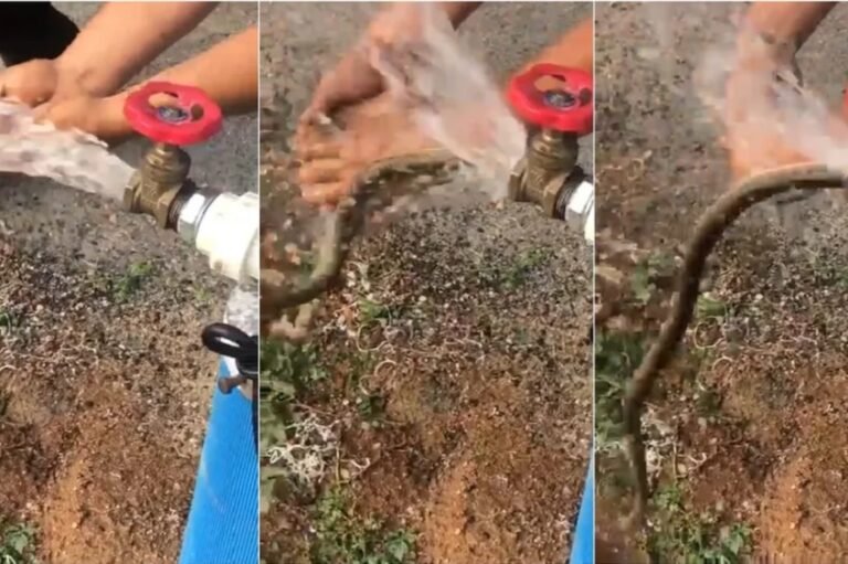 Cobra sai de torneira de poço CE