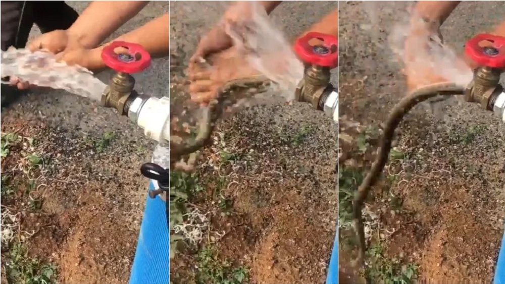 Cobra sai de torneira em inauguração de poço e assusta moradores no Ceará