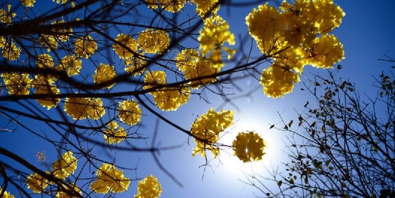 maio amarelo