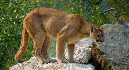puma-felino-pixabay-31072023101347393
